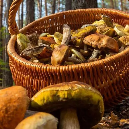 Aranones شقة كانفرانك