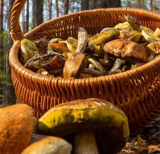 Aranones Διαμέρισμα Canfranc